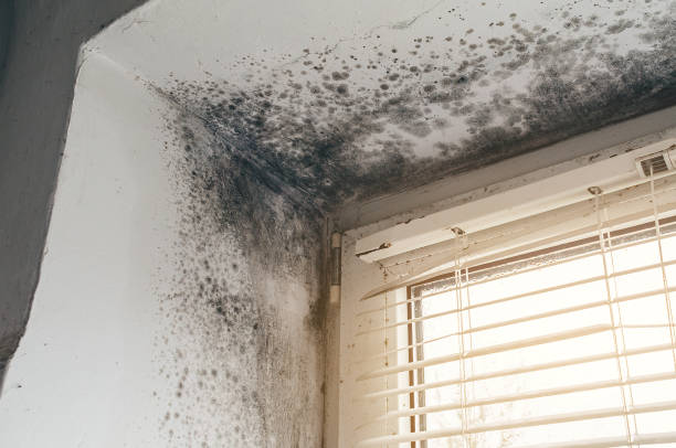 Affordable Basement Mold Removal solutions in Luthersburg, PA